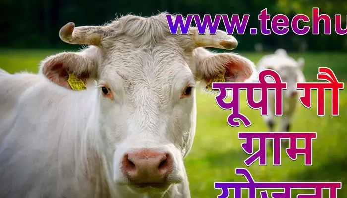 यूपी गौ ग्राम योजना 2021 - आवारा गायों के लिए गौशाला, लाभ, उद्देश्य, कमाई