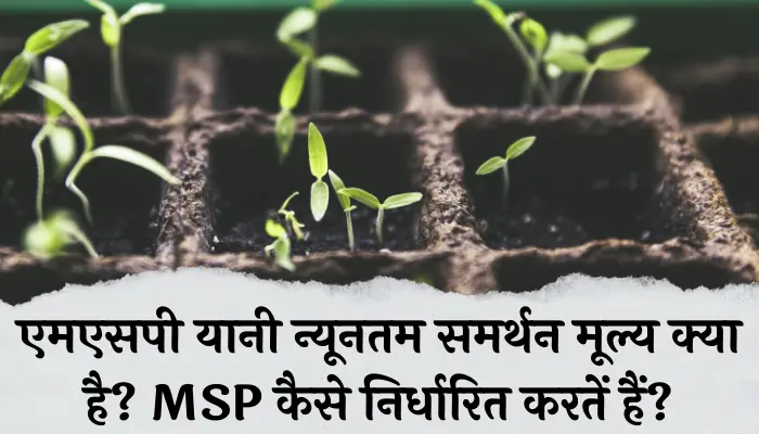 एमएसपी यानी न्यूनतम समर्थन मूल्य क्या है? MSP कैसे निर्धारित करतें हैं? MSP Rate 2024